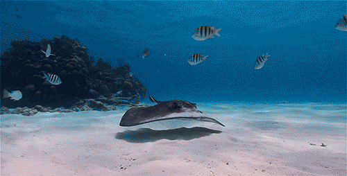 Possible near extinction for  sharks and rays