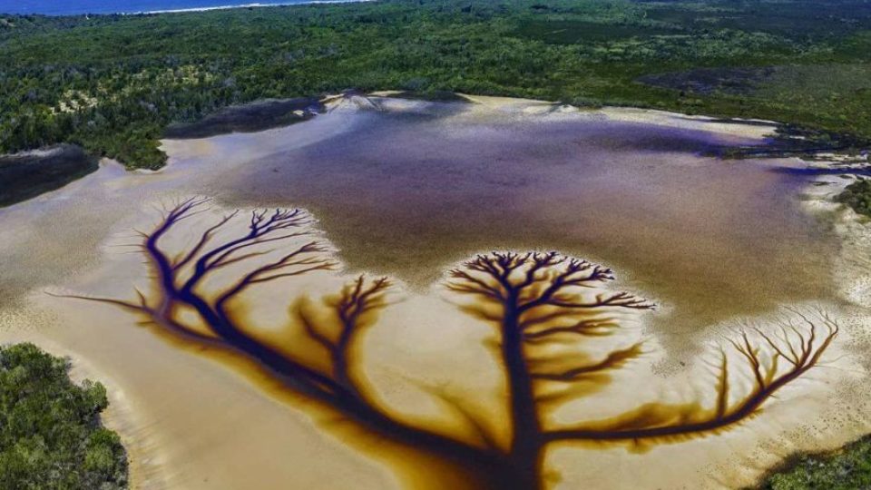 ‘Tree of Life’ resemblance found in Lake Cakora