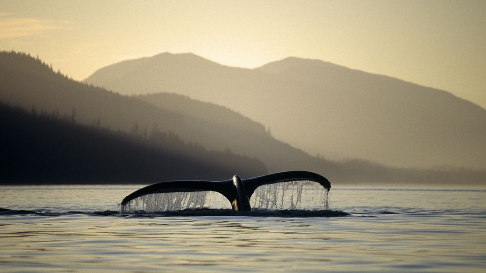 How whales help cool the Earth