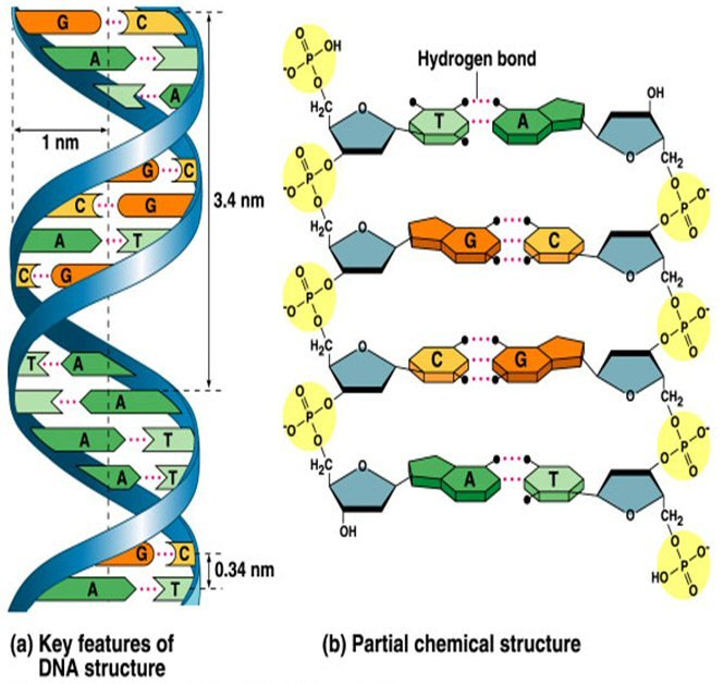 Discover DNA Chemical structure today in history, learn more from News Without Politics, NWP, most news other than politics, science, this day in history