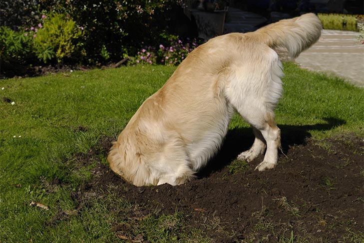 Why do dogs bury bones?, learn why from News Without Politics, NWP most news other than politics, unbiased news source