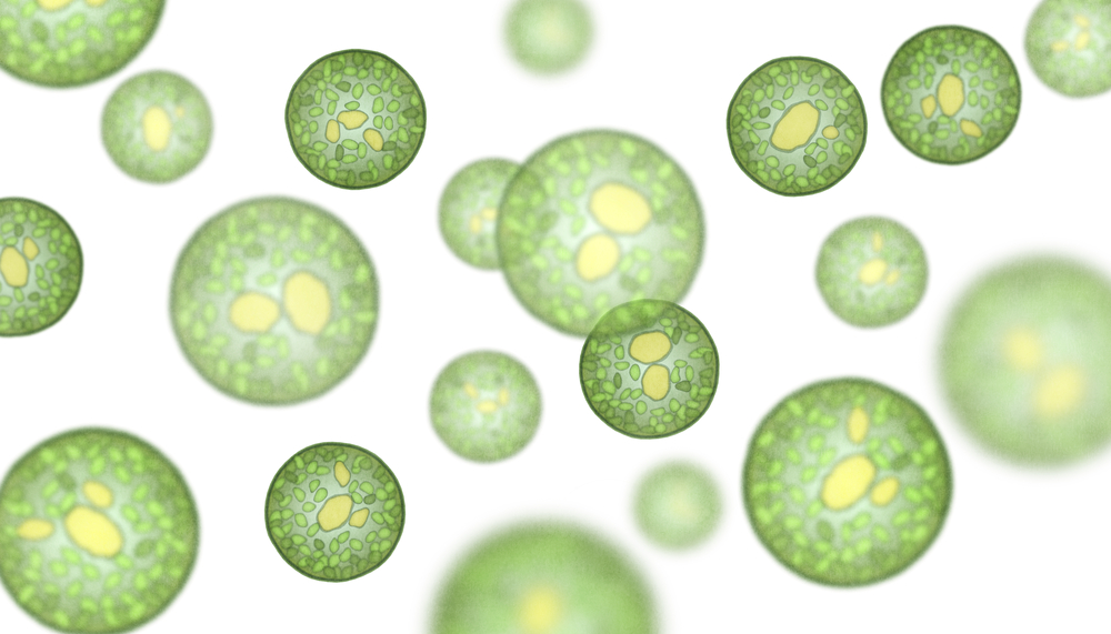 Microalgae as a source of hydrogen energy