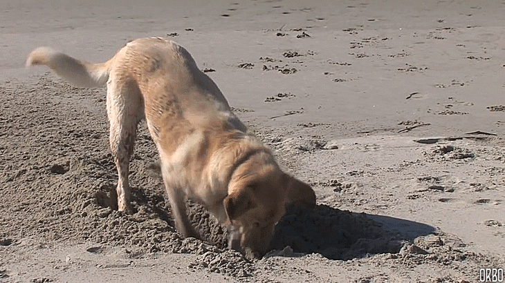 Why do dogs bury bones- their prize possessions?