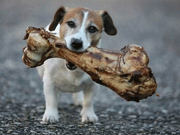 Why do dogs bury bones?, learn why from News Without Politics, NWP most news other than politics, unbiased news source