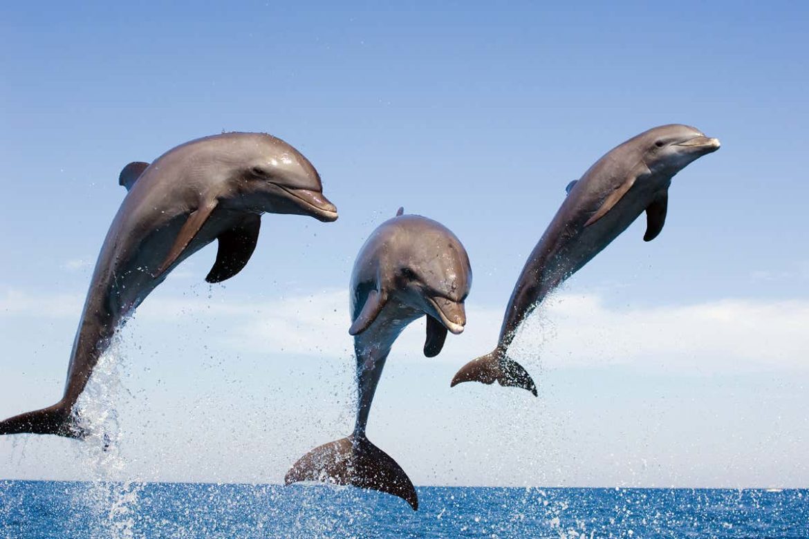 Are dolphins right-handed or left-handed?