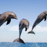 Dolphins Right-Handed or Left-Handed? Trick question..., NWP, Follow News Without Politics, science, animals, humans, no bias news