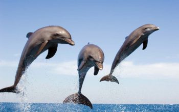 Dolphins Right-Handed or Left-Handed? Trick question..., NWP, Follow News Without Politics, science, animals, humans, no bias news