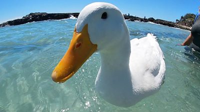 Pet Surfing duck in Australia: now a celebrity!