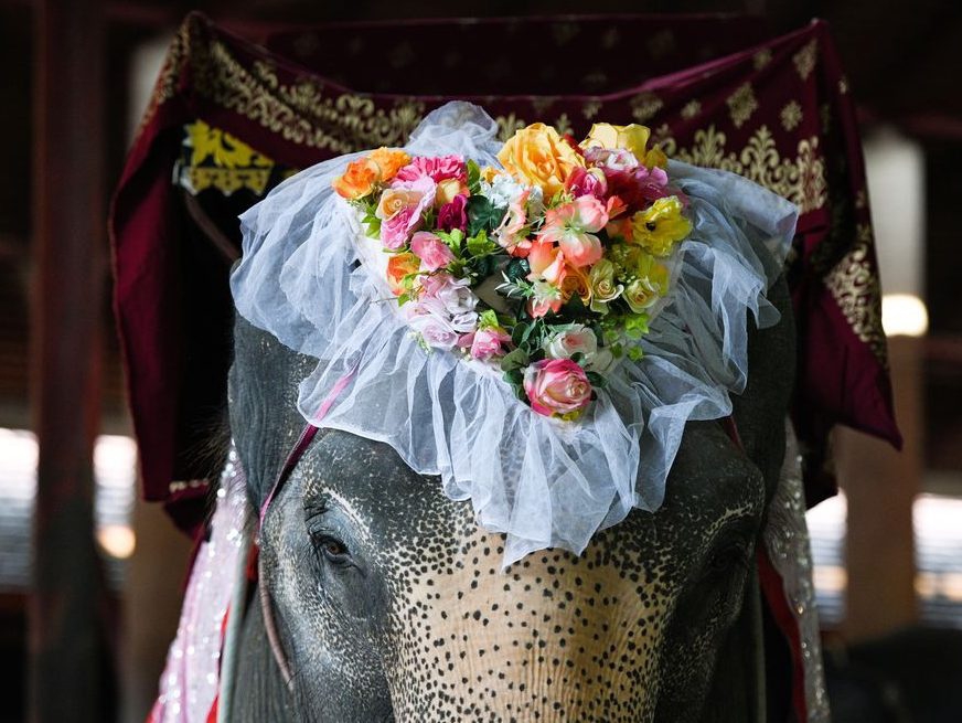 Valentines Day: 59 couples wed on elephants , follow News Without Politics, NWP, best unbiased news, Thailand, more news other than politics