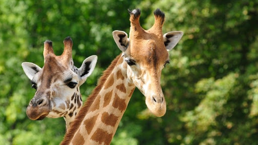 3 Giraffes electrocuted by power lines