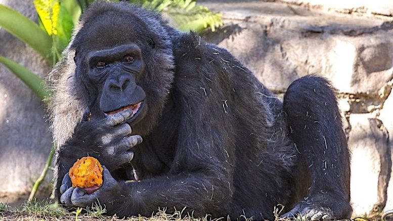 gorilla non political news  