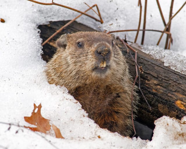 It’s Groundhog Day today! This day in history