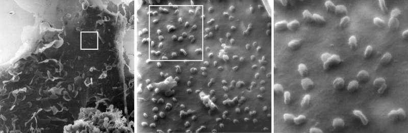 covid virus picture helium ion microscope non political news