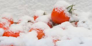 Image result for The USDA advises people not to store food outside in the snow., Food storage in the snow- USDA advice, food safety, advice, learn more from News Without Politics, NWP, top news other than politics, credible news