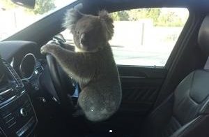 Koala bear causes 5-car pileup on highway