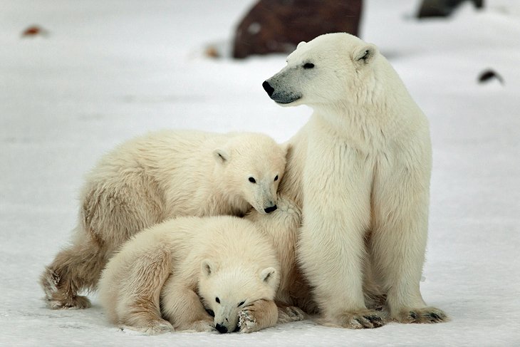 polar bears non political news source 