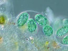 micro-algae unbiased news not about politics