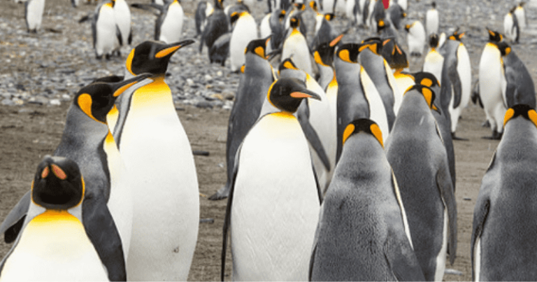 Rare Yellow Penguin Photographed - News Without Politics