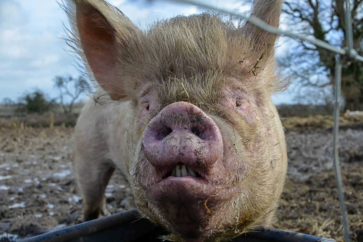 Pigs can play video games with their snouts!