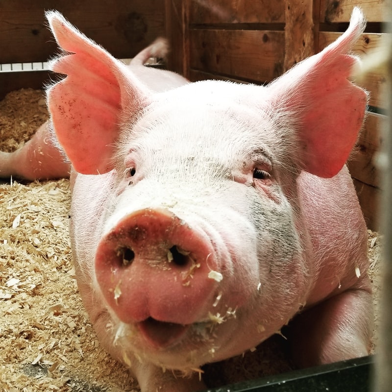 Pigs can play video games with their snouts!, technology, computers, follow News Without Politics, NWP, most amazing news unbiased