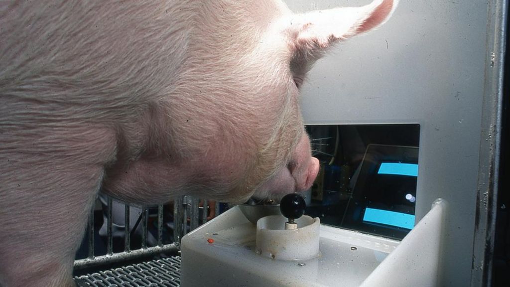 Pigs can play video games with their snouts!, technology, computers, follow News Without Politics, NWP, most amazing news unbiased