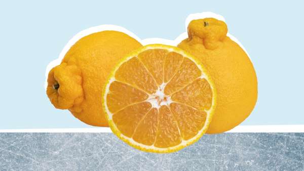 Sumo Oranges: the talk of the town-here's why , learn more, News Without Politics, follow us, NWP, nutrition, health, unbiased