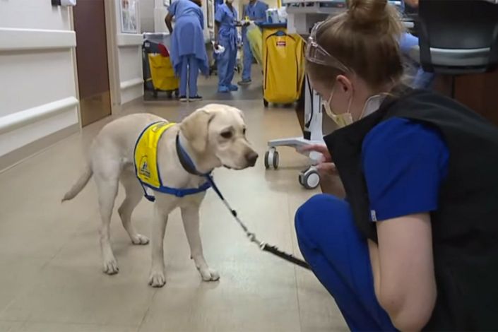 ‘Hero’ service dog gets farewell party at hospital!