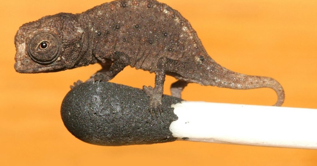 tiny reptile non biased news non political news unbiased