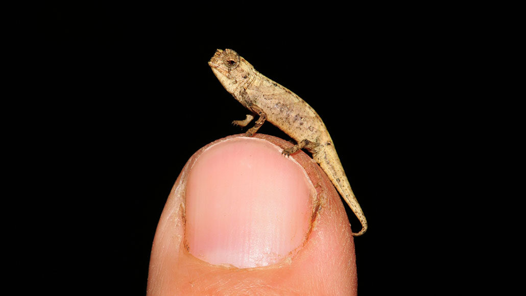 The Earth’s tiniest reptile