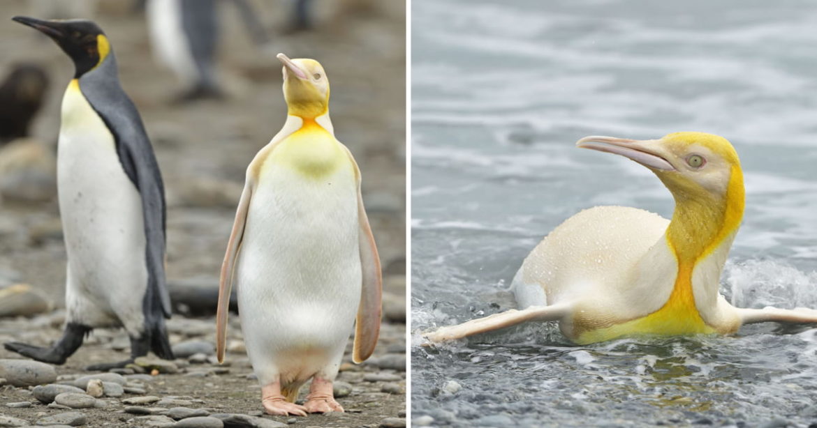 Rare Yellow Penguin Photographed