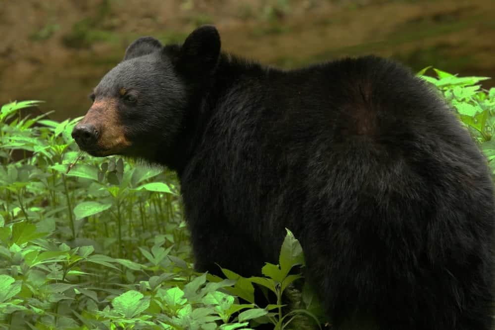 Black bear takes a walk on Treetop bridge