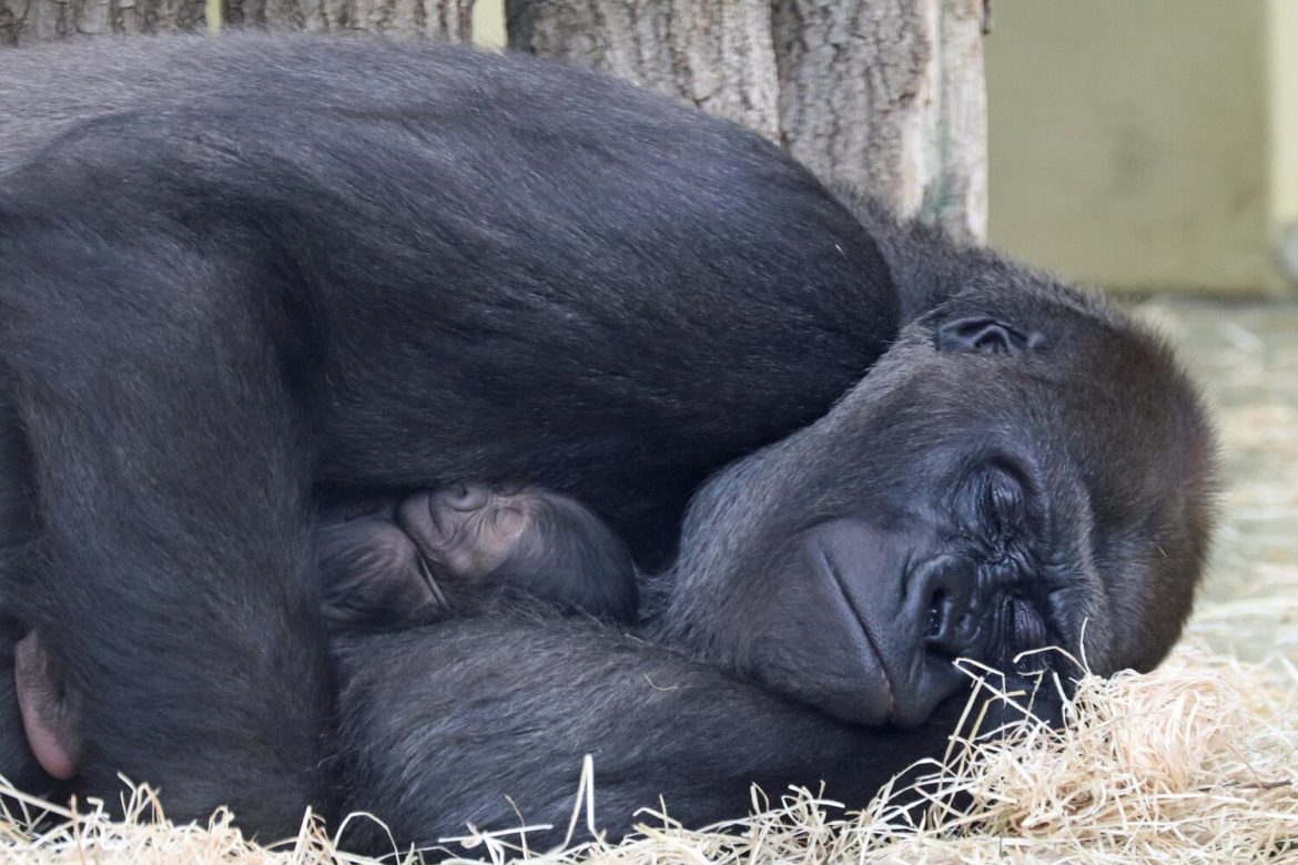 First baby gorilla in 16 years Berlin Zoo