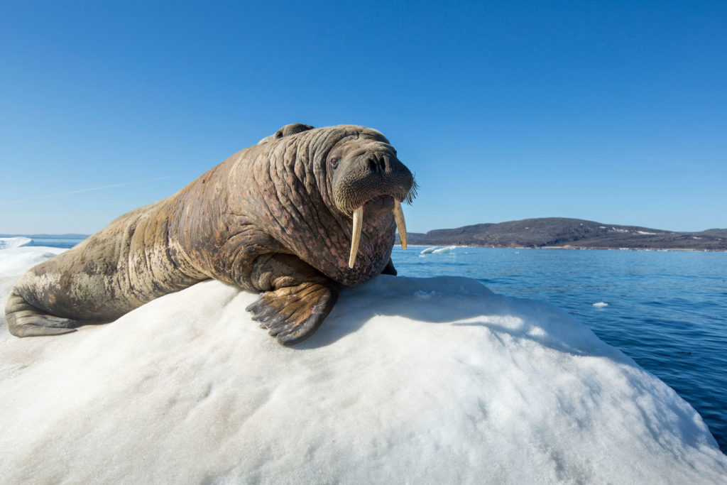 Arctic walrus naps on an iceberg-awakes in Ireland, News Without Politics, NWP, animal news unbiased source