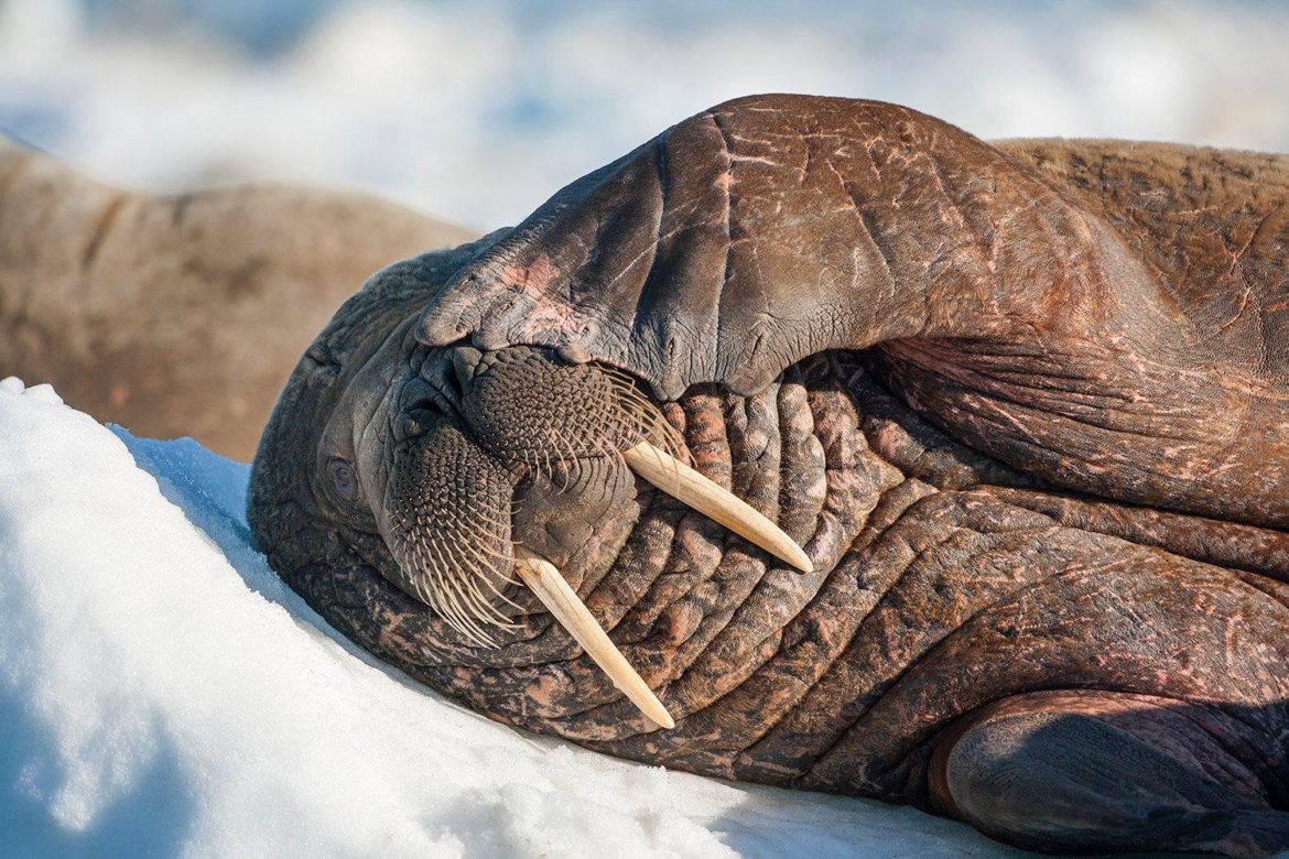 Arctic walrus naps on an iceberg-awakes in Ireland