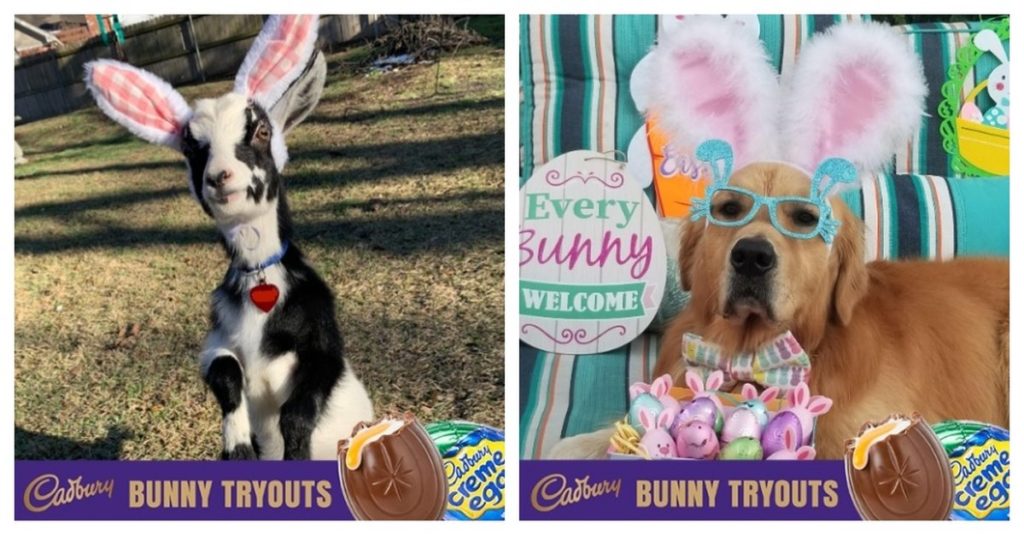 Here's the 10 Cadbury Egg Commercial Finalists! ,stay updated from News Without Politics, NWP most news other than politics, unbiased Easter holiday