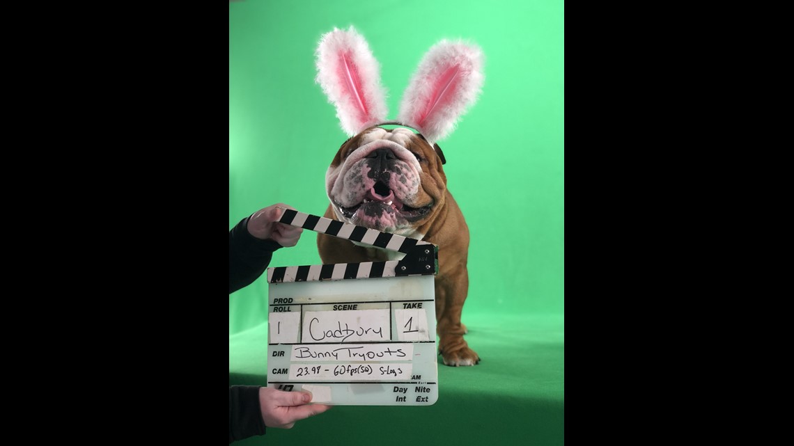 Here’s the 10 Cadbury Egg Commercial Finalists!