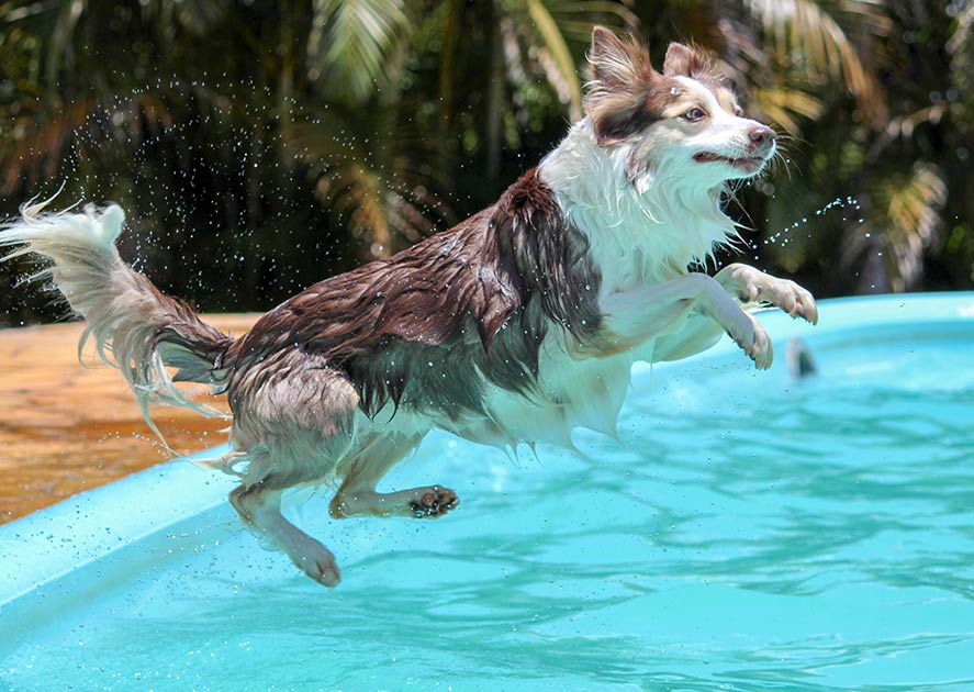 NWP, Do all dogs naturally swim?,learn more about dogs swimming, News Without Politics, the most interesting news other than politics