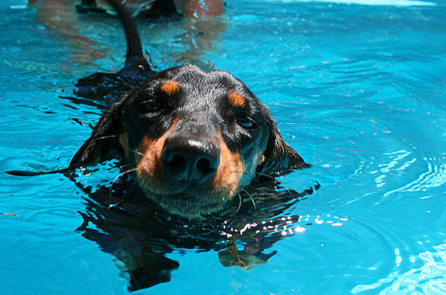 NWP, Do all dogs naturally swim?,learn more about dogs swimming, News Without Politics, the most interesting news other than politics