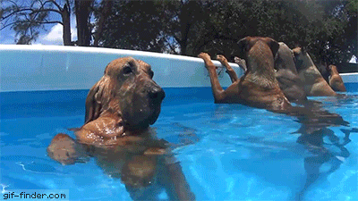 Do all dogs naturally swim?