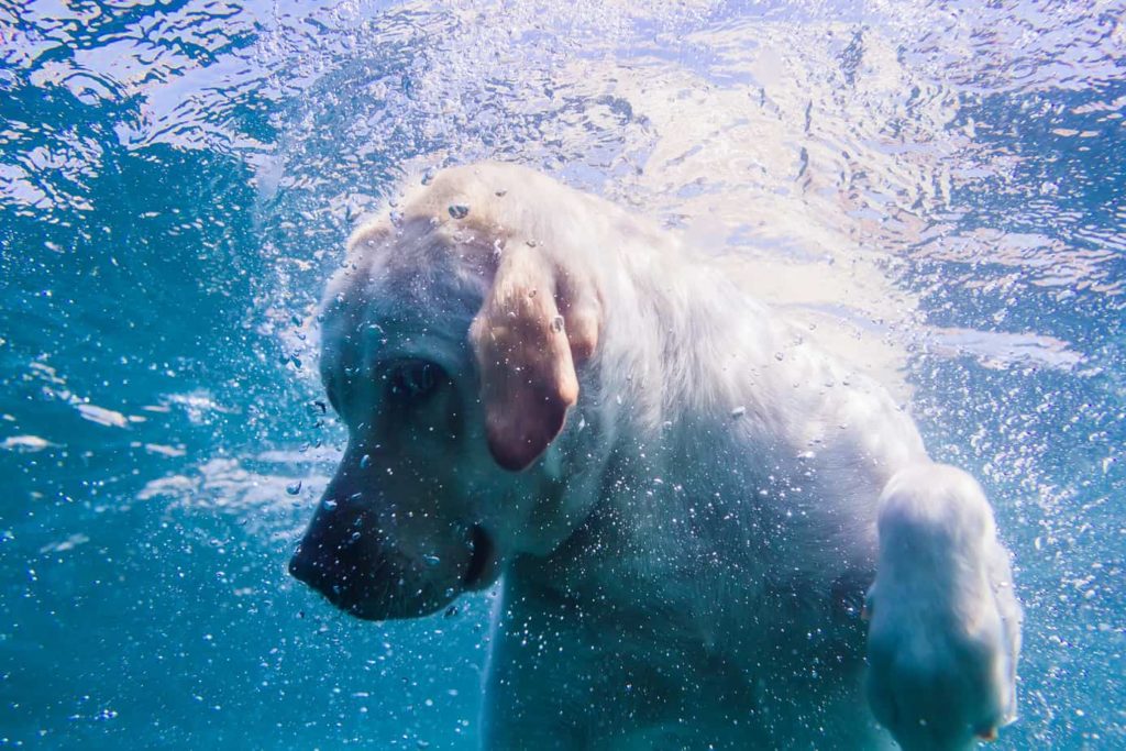 NWP, Do all dogs naturally swim?,learn more about dogs swimming, News Without Politics, the most interesting news other than politics