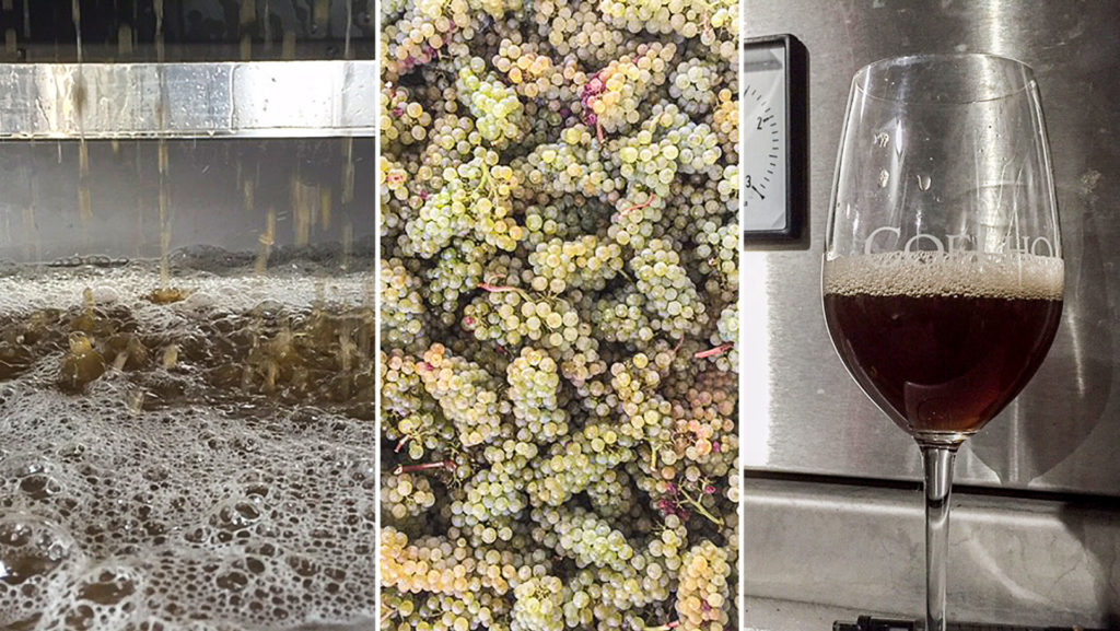 What Chardonnay’s Hue Says About How It's Made, wine, wine expert, food, follow News Without Politics, NWP, Totally unbiased news without politics