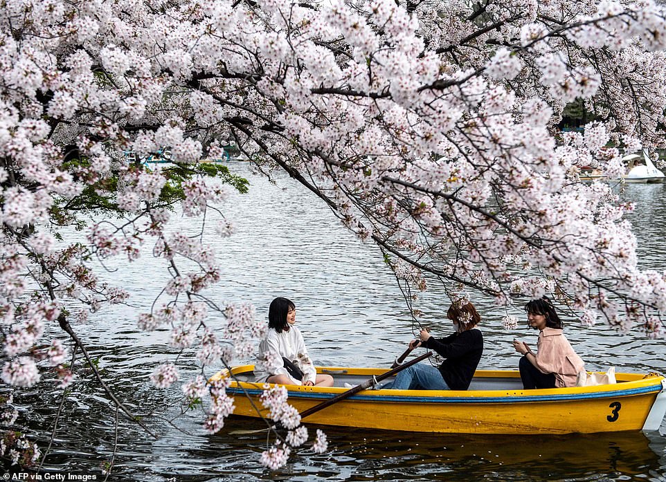 Japan’s cherry blossoms-‘earliest peak since 812’
