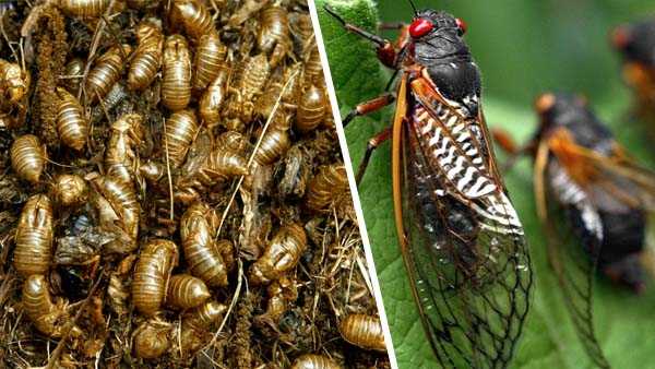 Swarm of cicadas expected to emerge any day