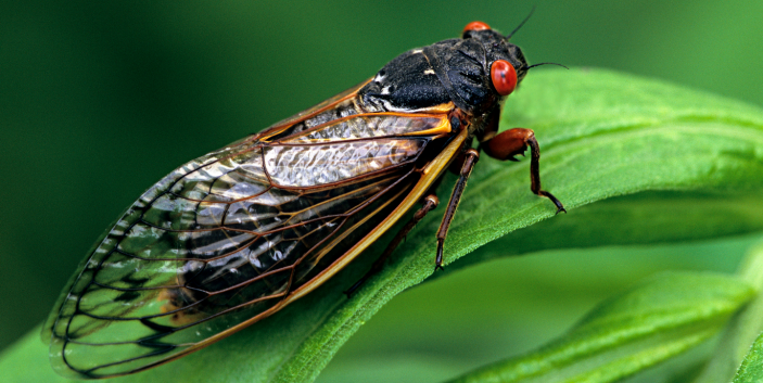 Swarm of cicadas expected to emerge any day, NWP, follow News Without Politics, swarm of 2021, news stories without politics