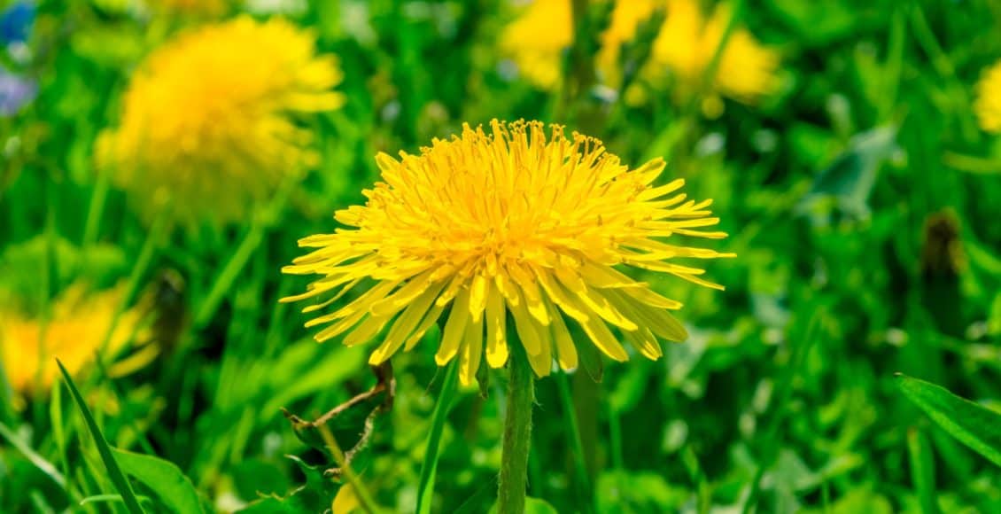 Rubber from dandelions to make tires