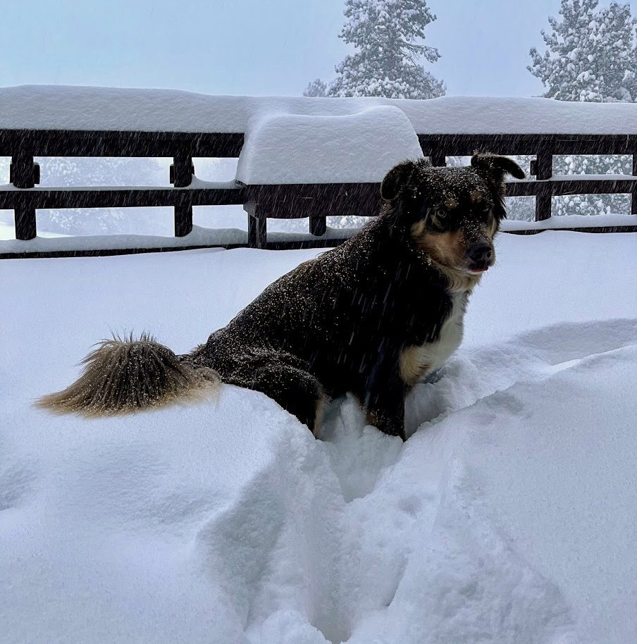 Powerful winter snowstorm hits Rockies News other than mainstream Alternative news without politics Least biased news Neutral news Totally unbiased news without politics dog in snow 