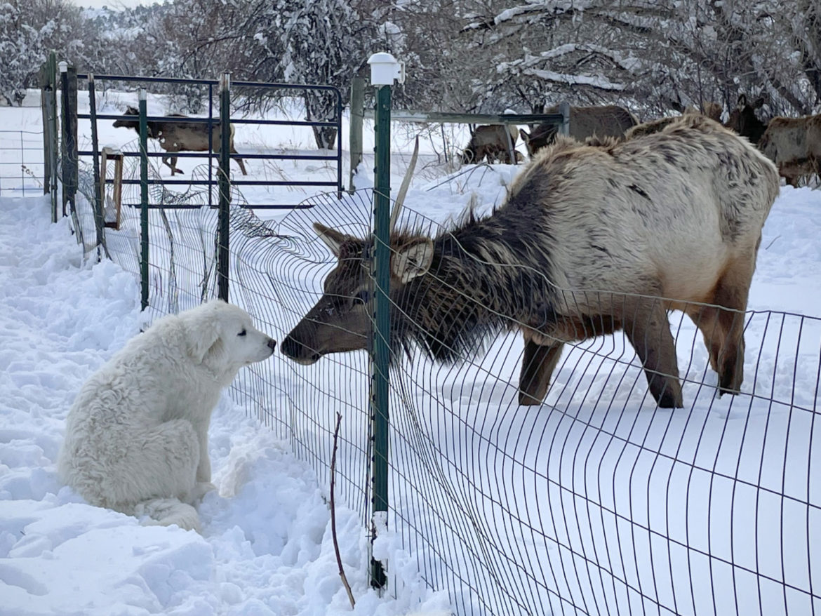 Great Pyrenees puppy and wild elk cross paths