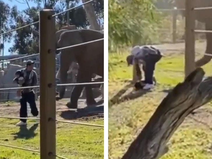 Elephant charges man-daughter at San Diego zoo!