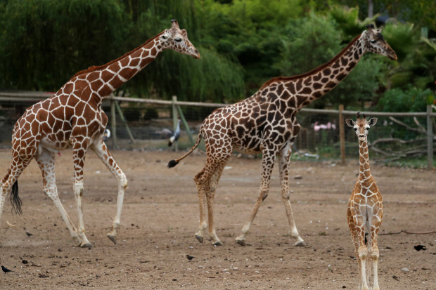 2 giraffes dead after fire at zoo