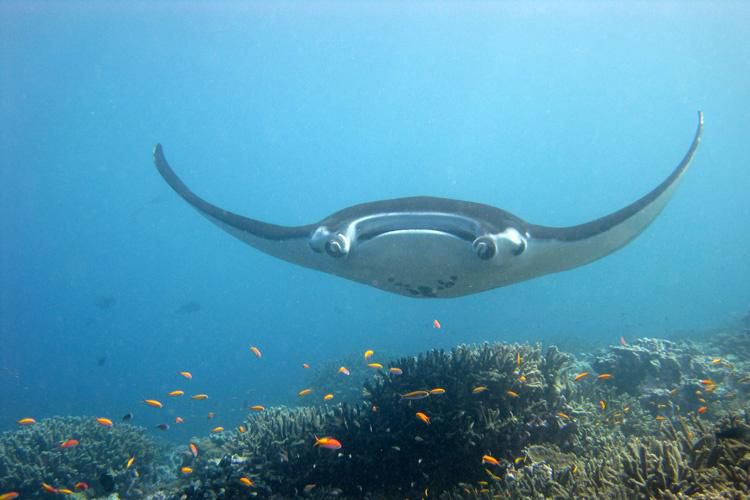 manta ray 